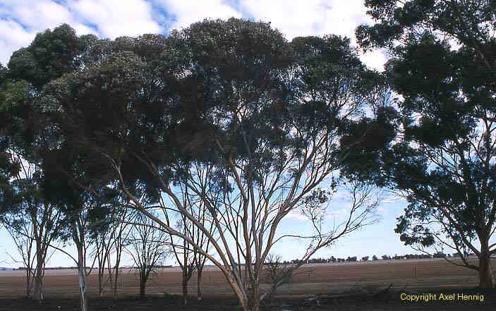 Mallee, Flora