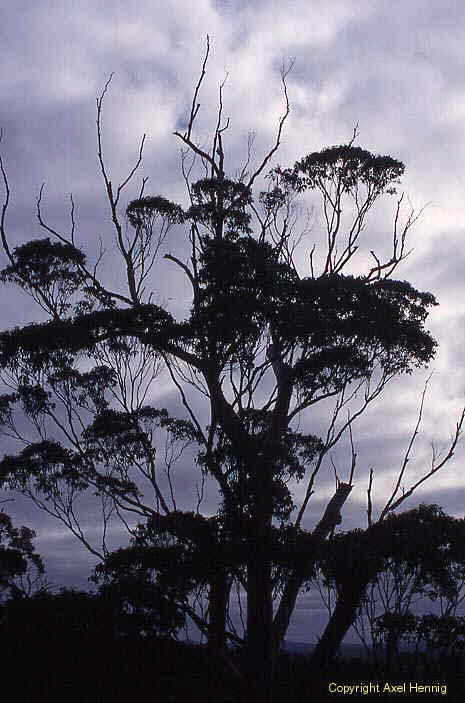Valley of the Giants, Walpole-Nornalup NP