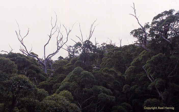 Valley of the Giants, Walpole-Nornalup NP