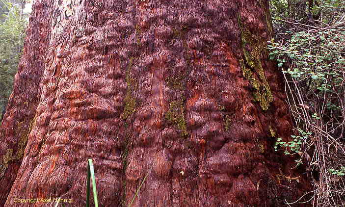 Red Tingle, Walpole-Nornalup NP