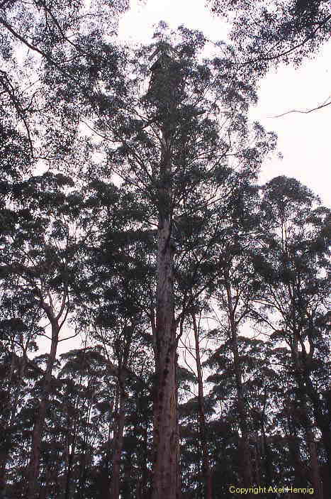 Diamond Tree
