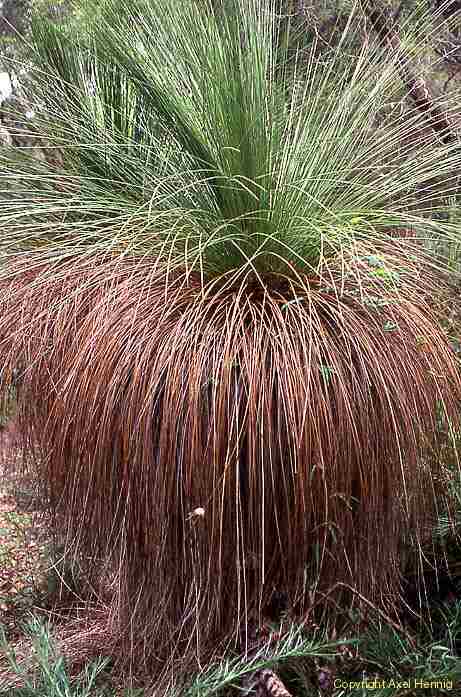Grass Tree, Flora