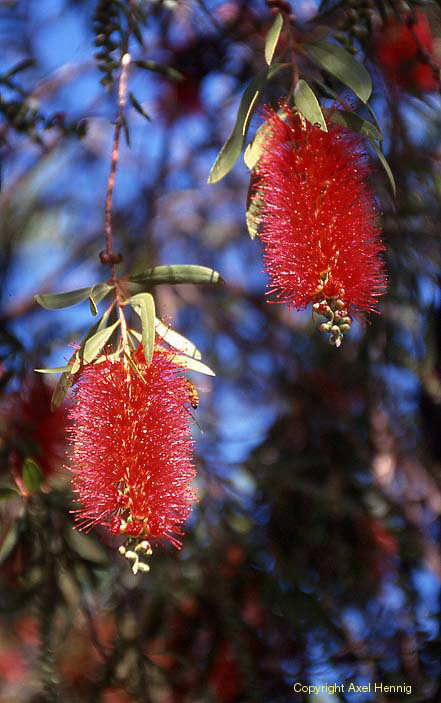 Australischer Zylinderputzer, Flora