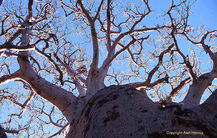 Boab Baum, Flora
