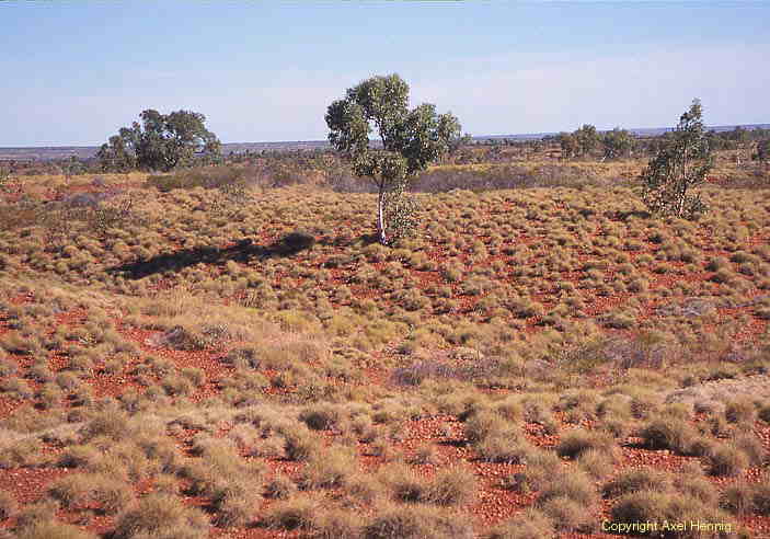 Spinifex Gras