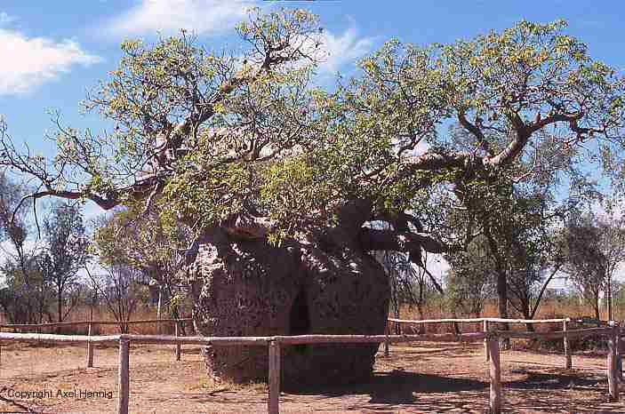 Prison Tree, Derby, Flora