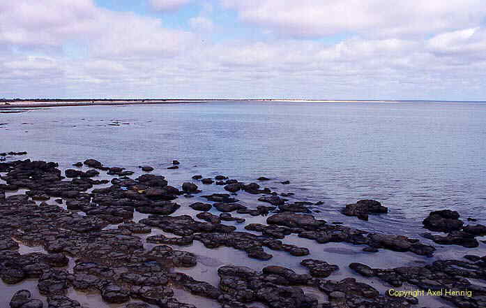Shark Bay