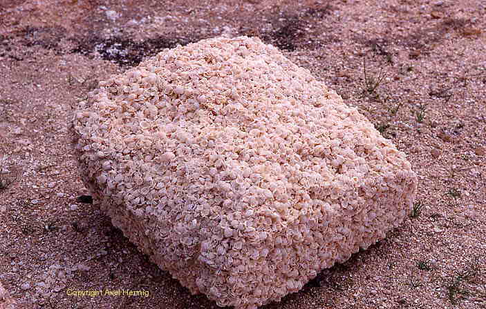 block of shells