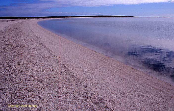 Shell Beach