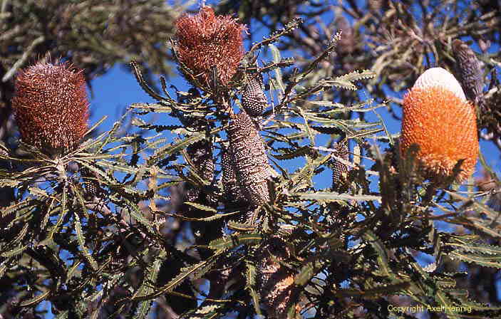 Banksia, Flora
