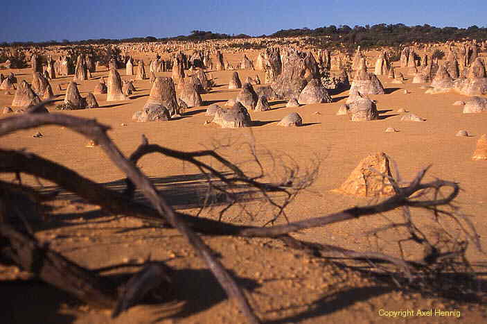Pinnacles im Nambung NP