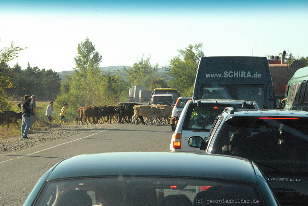 tierischer Stau