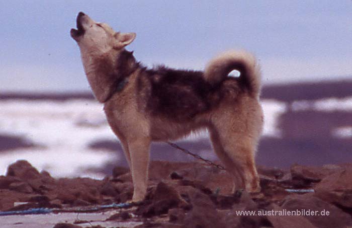 Huskie, Fauna