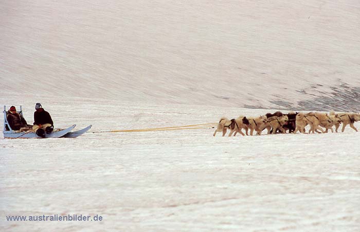 Lyngmarksbraeen, Hundeschlitten