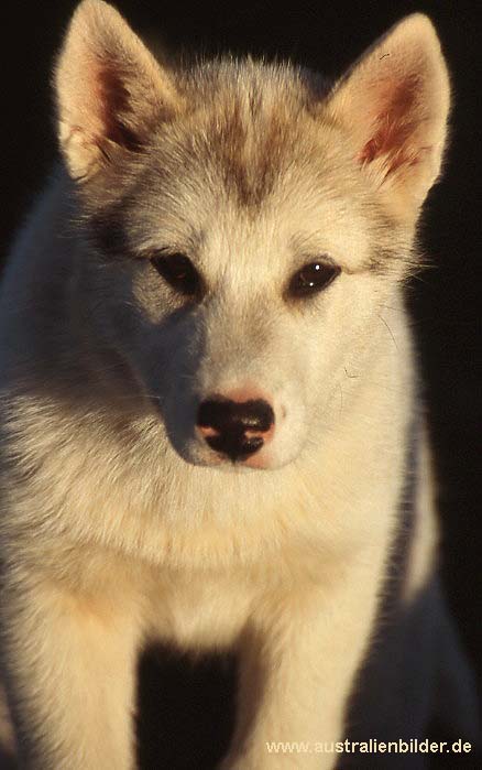 Huskie, Fauna