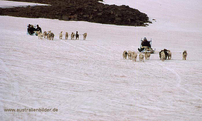 Lyngmarksbraeen, Hundeschlitten