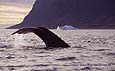 whale, fauna