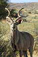 Kudu