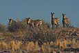 Hartmann's Bergzebras