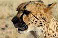 Gepard