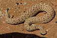 Sandviper