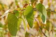 Mopane