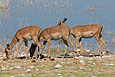 Impalas