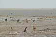 Tiere am Wasserloch