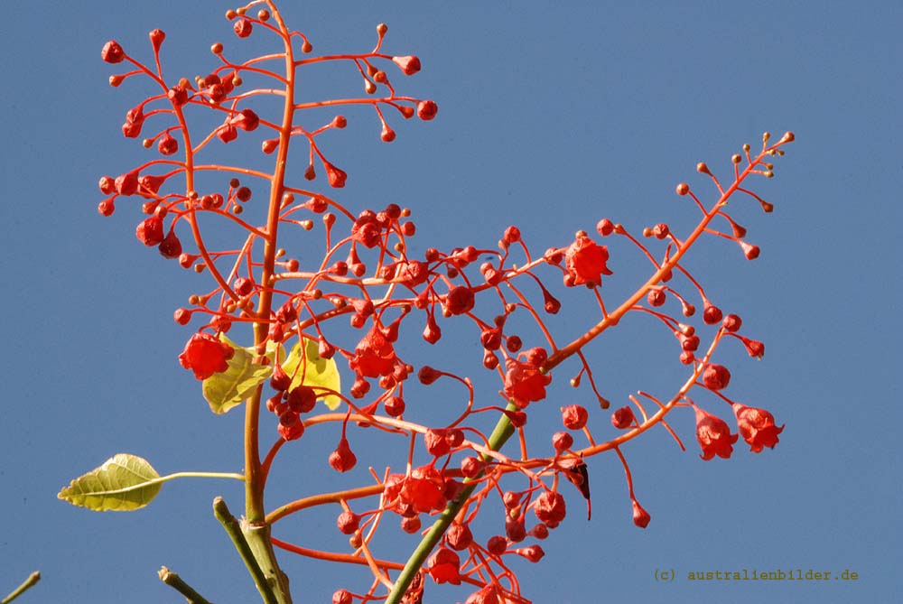 Rot vor Blau