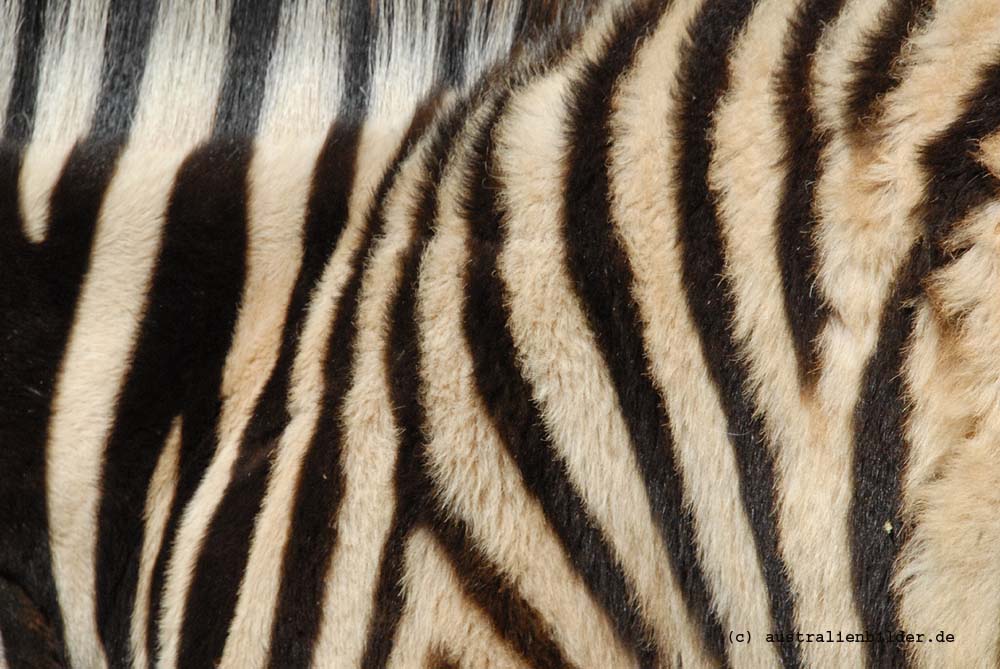 Zebrafell