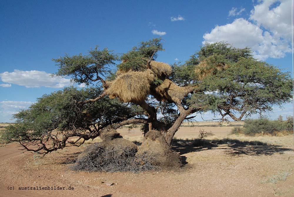 Webervogelnest