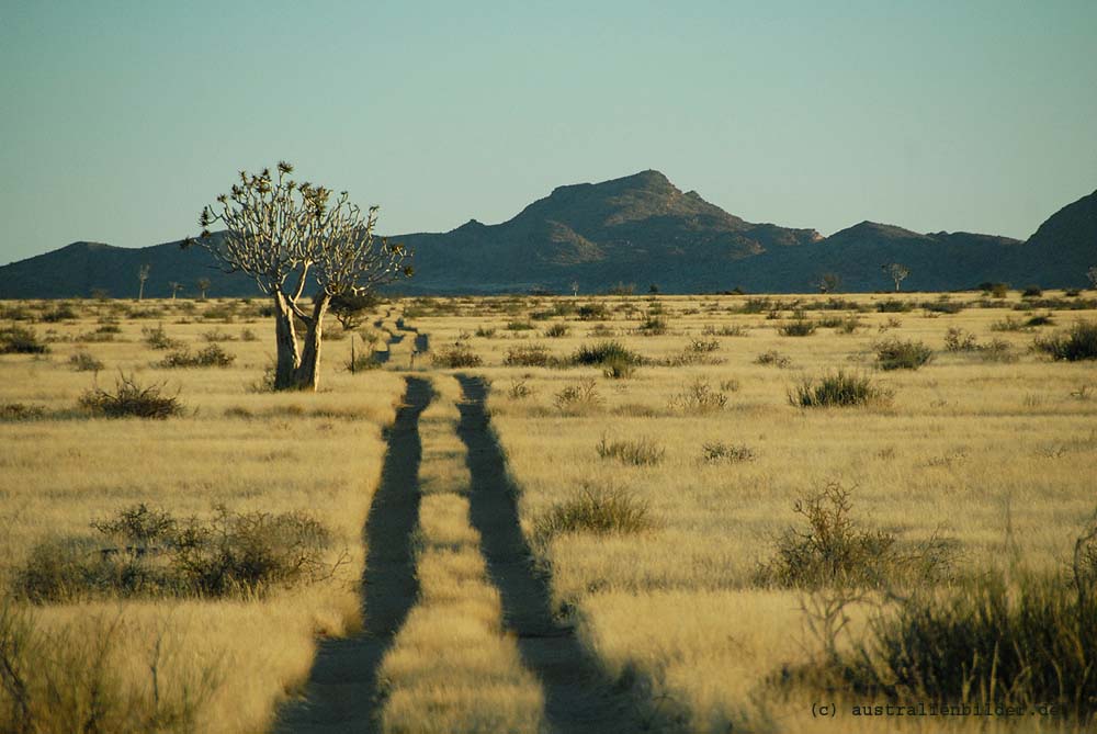 Graslandschaft