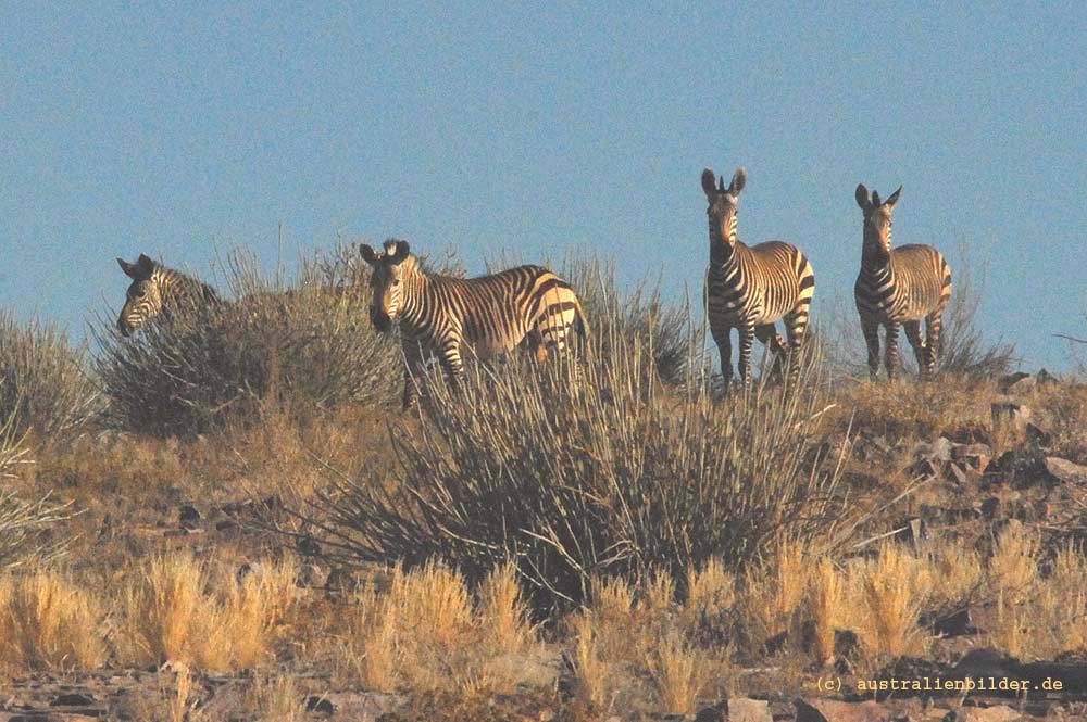 Hartmann's Bergzebras