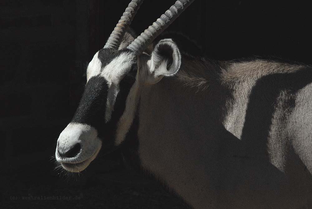 Oryx Antilope