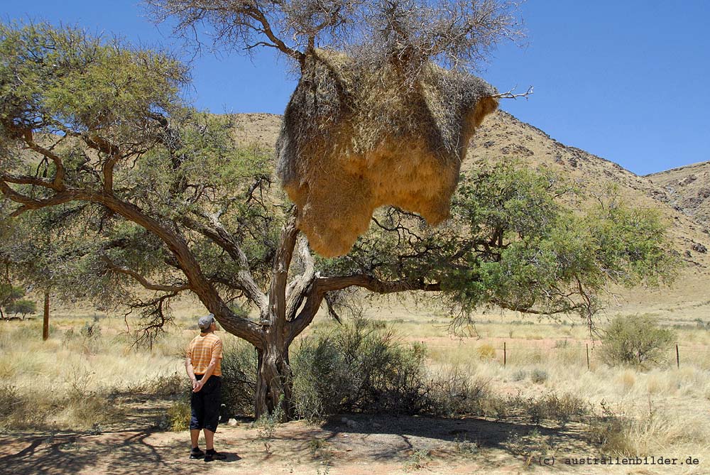 Webervogelnest