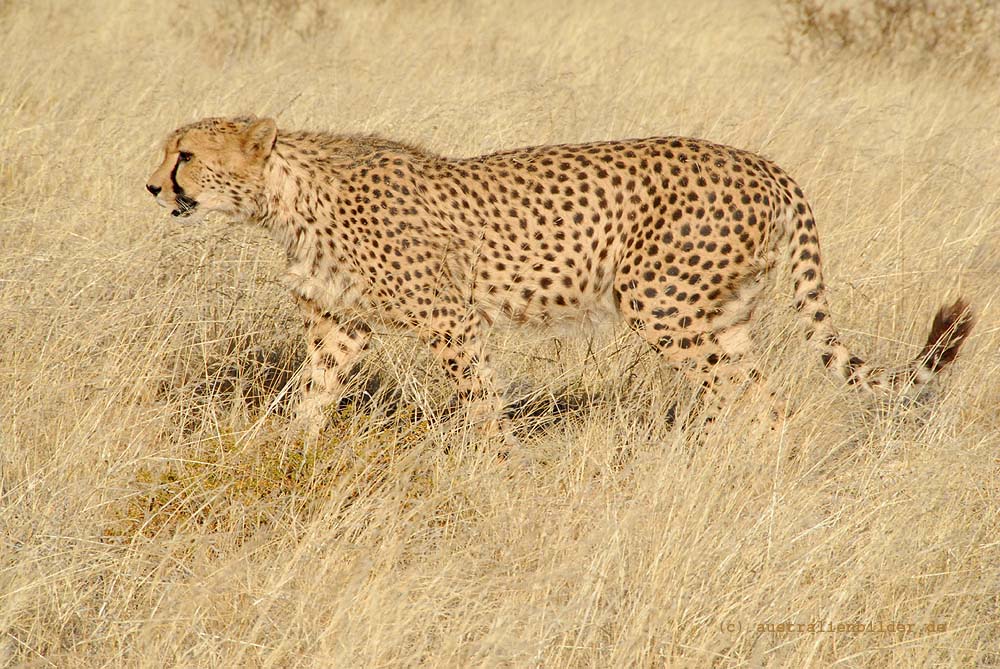 Gepard