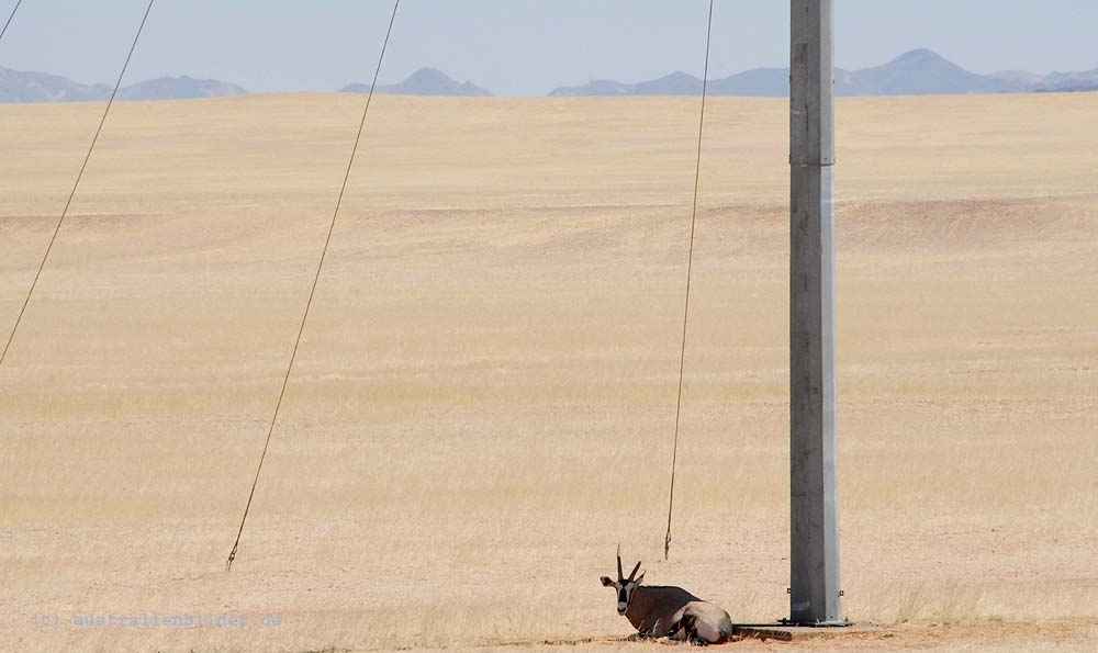 Oryx Antilope