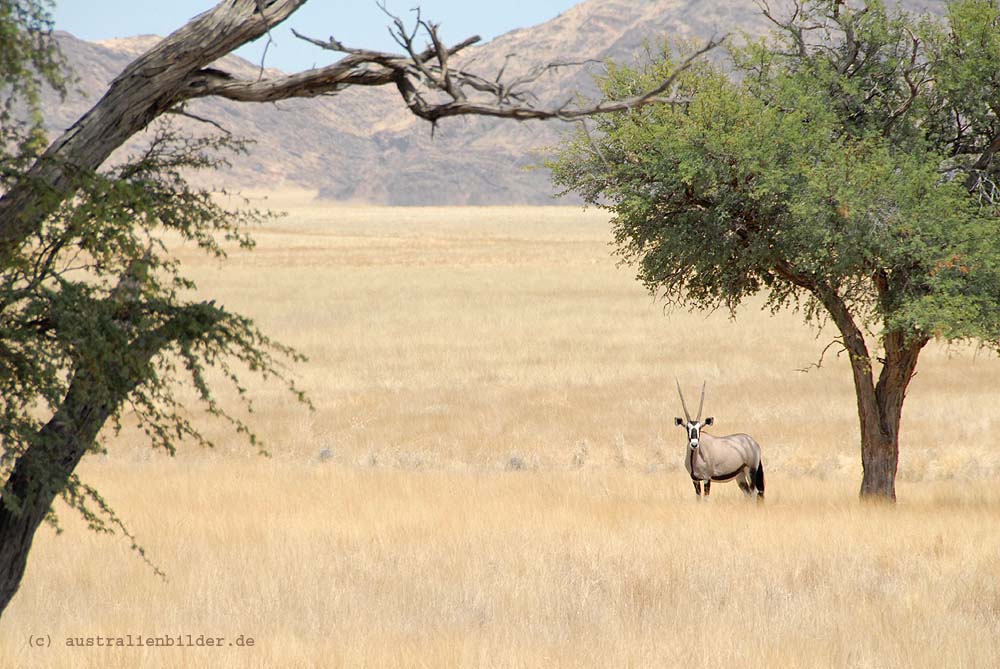 einsame Oryx-Antilope
