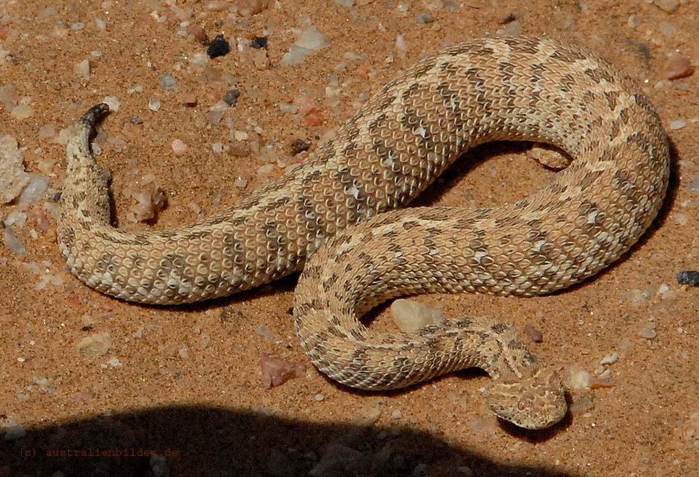 Sandviper