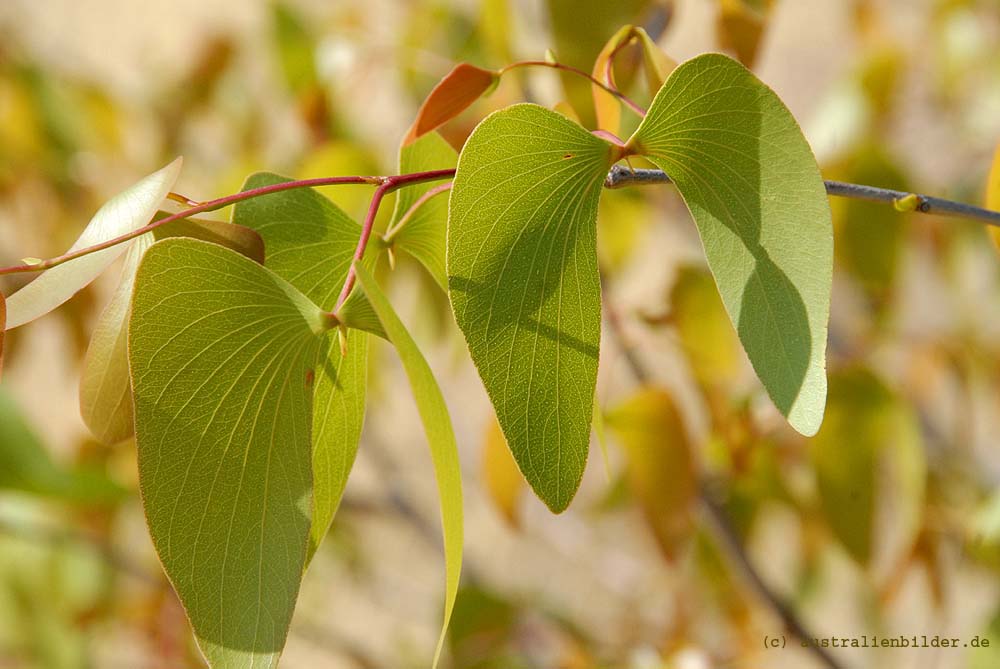 Mopane