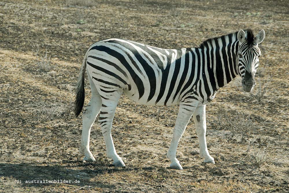 Zebra