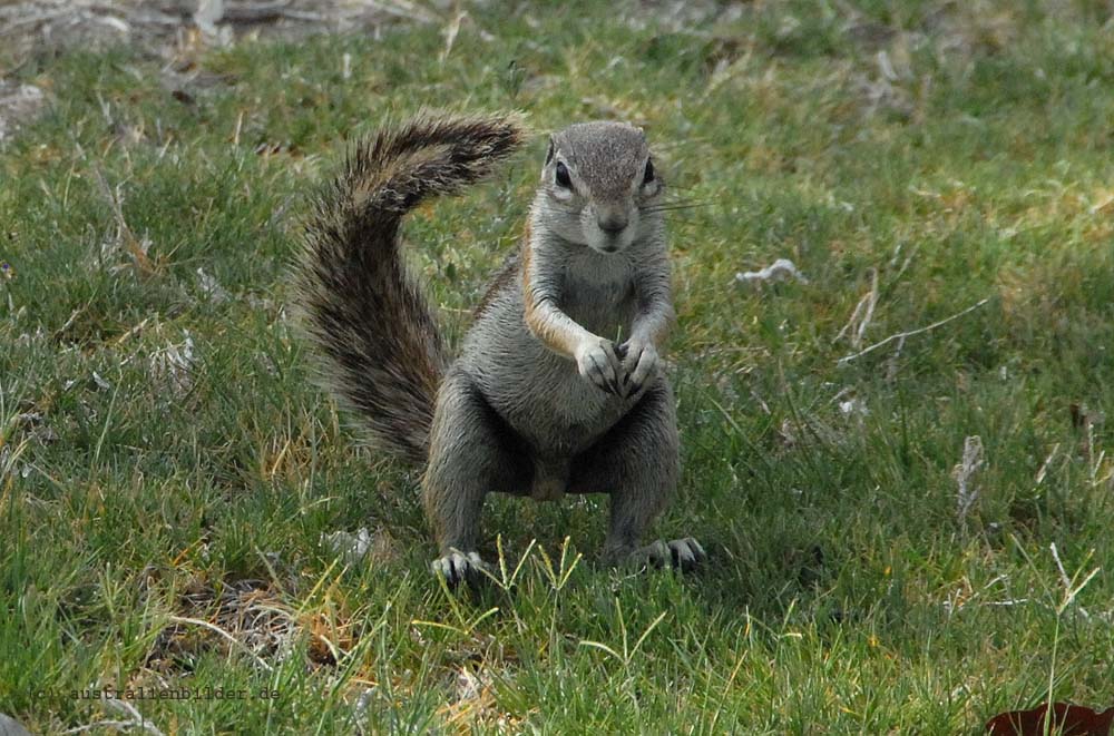 Borstenhörnchen