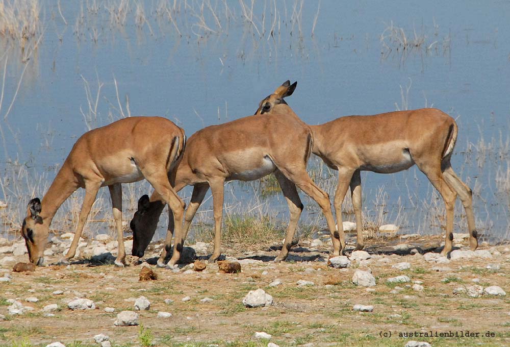 Impalas