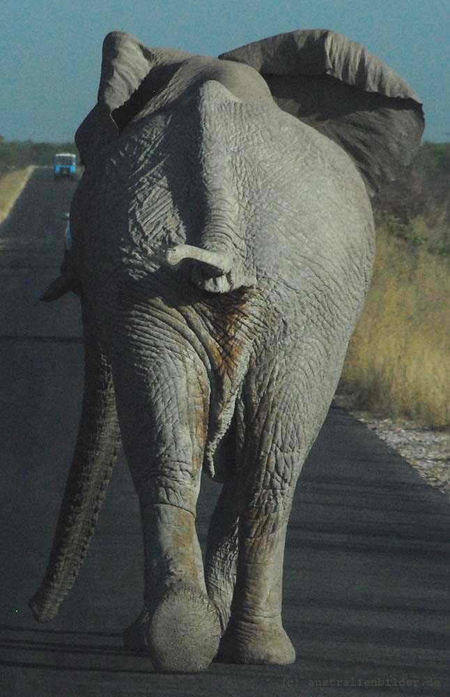 Elefant