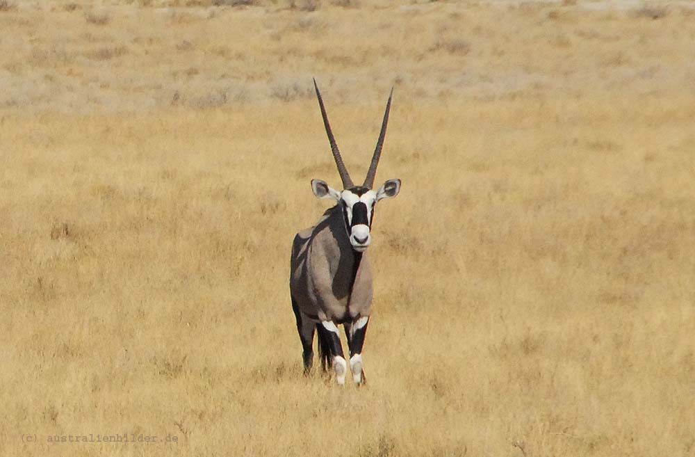 Oryx-Antilope