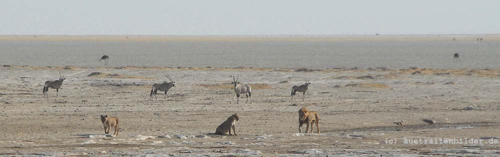 Tiere am Wasserloch