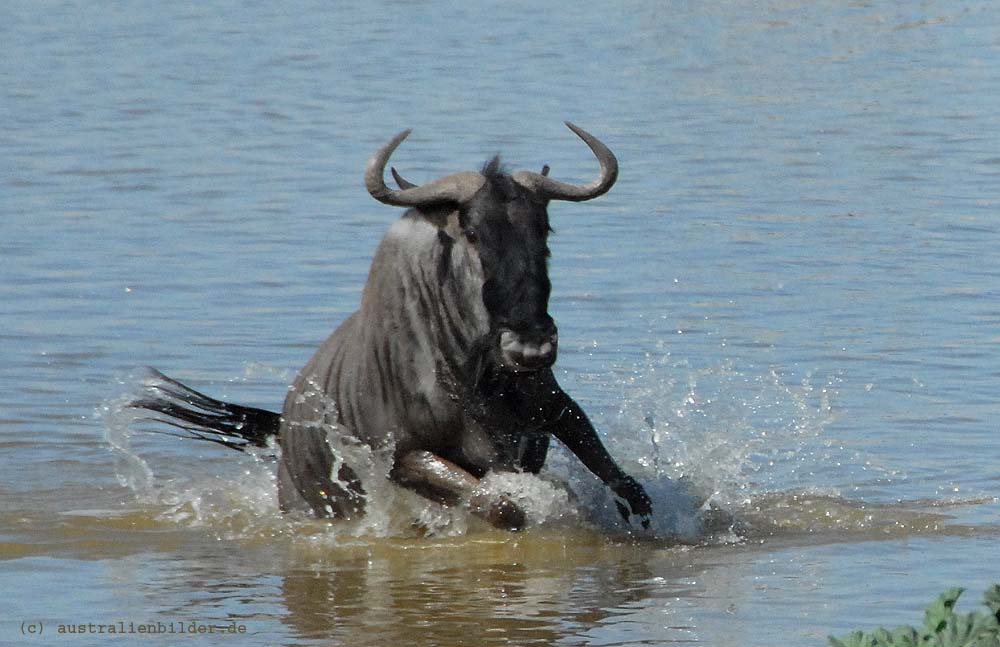 Gnu