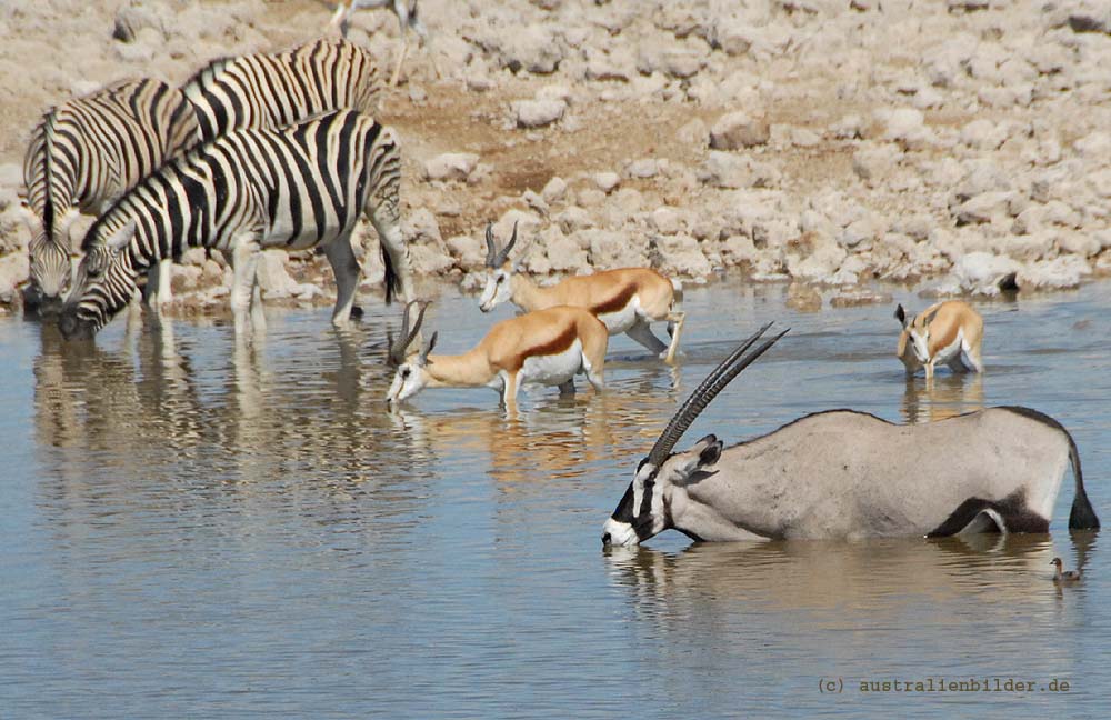 Tiere am Wasserloch