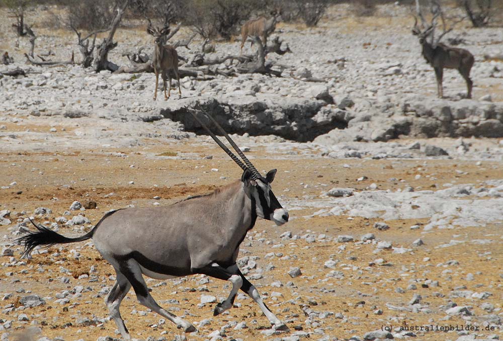 Oryx-Antilope