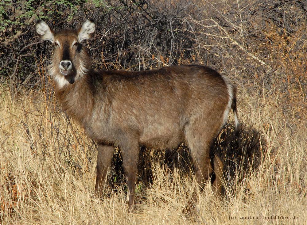 Wasserbock